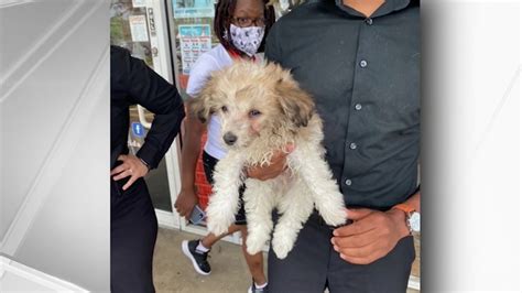 Man shot while allegedly trying to steal puppy in Oakland is criminally charged